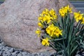 A bush of blooming yellow daffodils on the street near the stone in spring sunny day