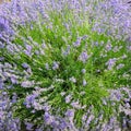 Bush of blossoming lavender in the field Royalty Free Stock Photo