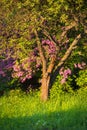 Purple pink lilacs growing in the garden. Spring lilac violet flowers with evening light Royalty Free Stock Photo