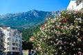 White oleanders against the background of mountains and clouds in Montenegro