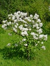 Bush of the blossoming white lilac (Syringa L.). Spring