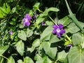 A bush of blue flower vinca or periwinkle