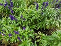 Blue flowers Salvia farinacea