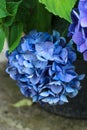 Bush of blue hydrangea (Hydrangea macrophylla) in the summer garden. Beautiful natural decaration. Royalty Free Stock Photo