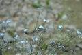 a bush of blue little forget-me-not flowers in a field Royalty Free Stock Photo