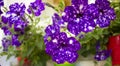 Bush of blue petunia flowers on a white background. Concept image. Peaceful nature. House plant