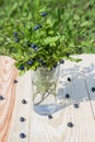 Bush blueberries in the glass. Summer still life