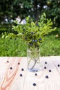 Bush blueberries in the glass. Summer still life