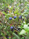 Bush blueberries with ripe purple berries among thickets of wild rosemary marsh, creeping crowberry and dwarf polar birch