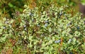 Bush blueberry, Northern forest Royalty Free Stock Photo