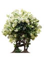 Bush of bougainvillea with on isolated white background. Royalty Free Stock Photo