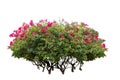 Bush of bougainvillea with on isolated white background. Royalty Free Stock Photo