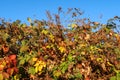 Bush bramble leaves branches autumn color yellow