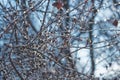 bush branch in the ice in winter