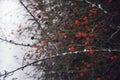 nature branch red berry winter snow cold weather forest park day