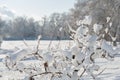 Bush branches are covered with fresh snow on a sunny day against a blurred background of the park Royalty Free Stock Photo
