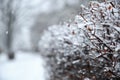 Bush branches covered with snow on storm day. Royalty Free Stock Photo