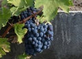 Bush branches of sweet blue ripe grapes with leaves on farm. Autumn harvest Royalty Free Stock Photo