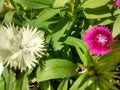 A bush with brasilian flowers and sunshine Royalty Free Stock Photo