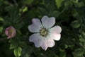 A bush of brier (wild rose) is in spring