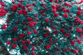 Bush with bright berries of red rowan. Green foliage of a tree with red berries