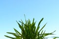 Bush of bright green grass against a blue sky. Sometimes cats eat such grass