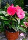 A bush of bright pink balsam flowers in a flower pot