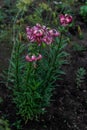 Bush of bright pink flower Lilium Martagon with curly swirling petals, red large pistils grows on stem with green leaves