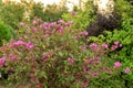 Bush bright pink flowers. Garden surrounded by greenery