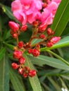 Bush bright pink flowers with buds on green branches. Royalty Free Stock Photo