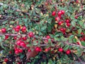 A bush with bright red berries on branches with small green leaves.