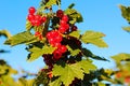 Red currant