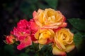 Bush bright red and yellow roses with dew drops