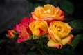 Bush bright red and yellow roses with dew drops Royalty Free Stock Photo