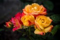 Bush bright red and yellow roses with dew drops