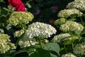 A bush of bright white fluffy flowers similar to the canopy of a parachute