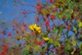 Yellow false sunflowers in the garden on sunny autumn day Royalty Free Stock Photo