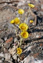 Bush of bright yellow flowers of foal foot in spring Royalty Free Stock Photo