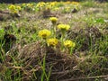 Bush of bright yellow flowers of foal foot in spring Royalty Free Stock Photo