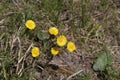 Bush of bright yellow flowers of foal foot in spring Royalty Free Stock Photo