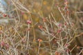 Bush Budding spring Royalty Free Stock Photo