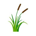 Bush bulrush with green grass