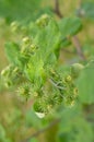 Bush of a burdock Royalty Free Stock Photo