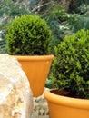 Bush Buxus (Buxus) Royalty Free Stock Photo