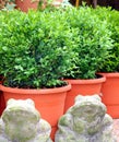 Bush Buxus (Buxus) Royalty Free Stock Photo