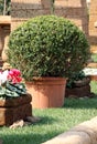 Bush Buxus in the pot Royalty Free Stock Photo