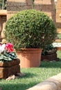 Bush Buxus in the pot