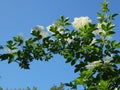 A branch of an elder bush with blossom against a radiant blue sky Royalty Free Stock Photo