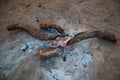 Campfire showing smoldering logs and red hot coals Royalty Free Stock Photo