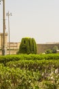 A bush carved into the word Allah in arabic